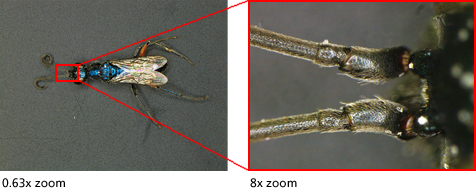 SMZ1270/1270i尼康3D顯微鏡-上海思長(cháng)約光(guāng)學銷售